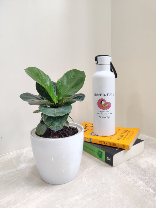 Corporate gift idea with natural Ficus Lyrata plant