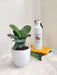 Corporate gift idea with natural Ficus Lyrata plant