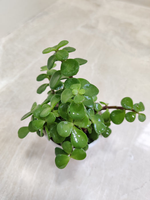 Green-Jade-Plant-Indoor-Succulent