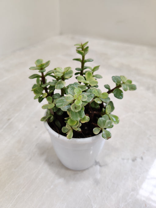 Mini-Jade-Indoor-Plant-Variegated-Leaves