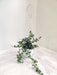 Lush Green Dischidia Ruscifolia in white hangpot