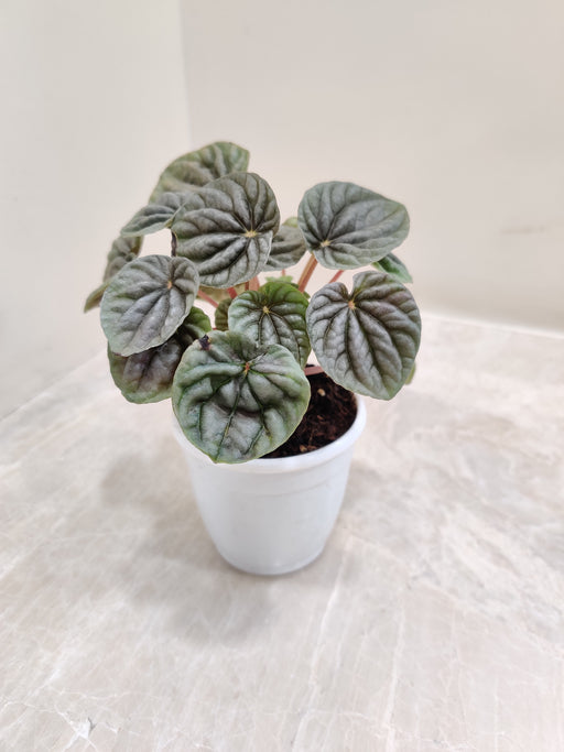 Compact Indoor Silver Ripple Plant