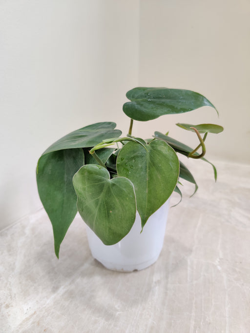 Lush Green Heartleaf Philodendron Plant