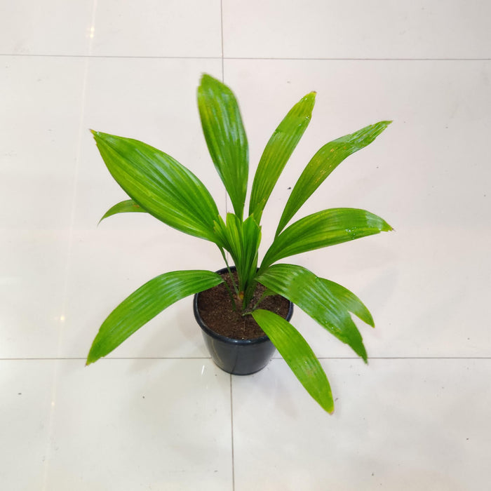Homalomena Curculigo Capitulata Plants 12 cm pot