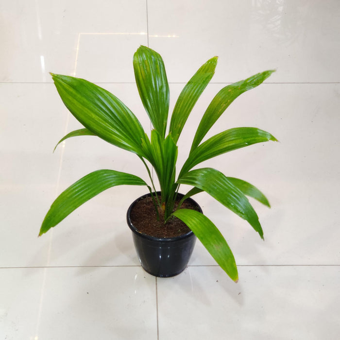 Homalomena Curculigo Capitulata Plants 12 cm pot