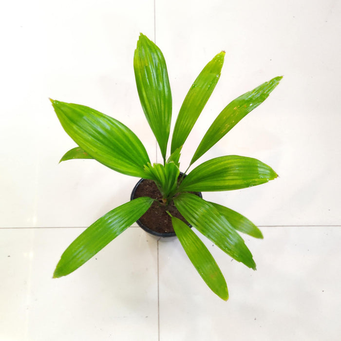 Homalomena Curculigo Capitulata Plants 12 cm pot