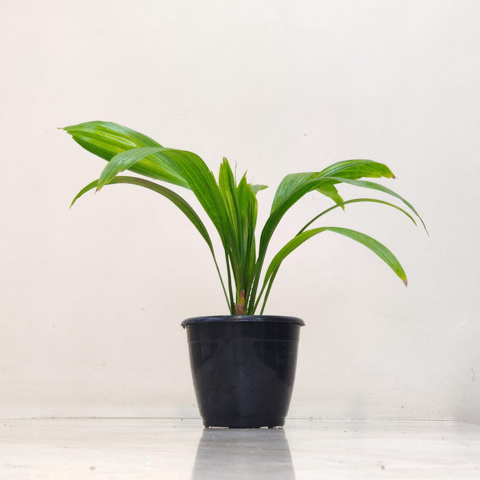 Homalomena Curculigo Capitulata Plants 12 cm pot