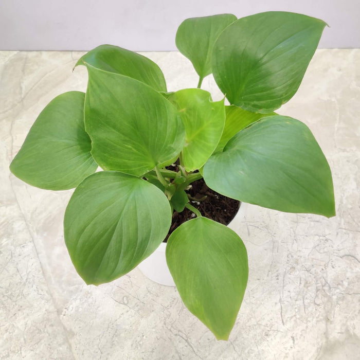 Homalomena Green Plant 12 cm pot