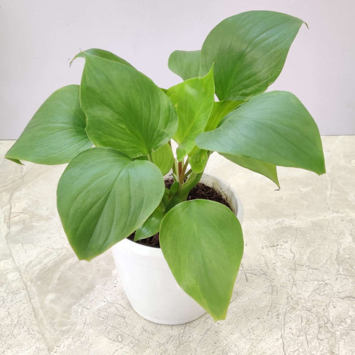 Homalomena Green Plant 12 cm pot