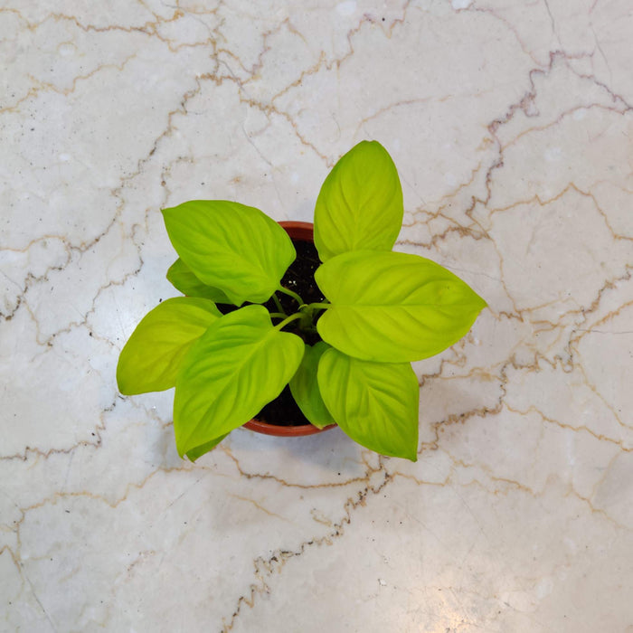 Homalomena Gold Plant In  10 Cm Pot