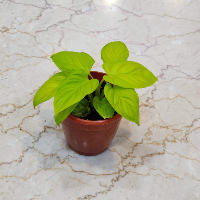 Homalomena Gold Plant In  10 Cm Pot