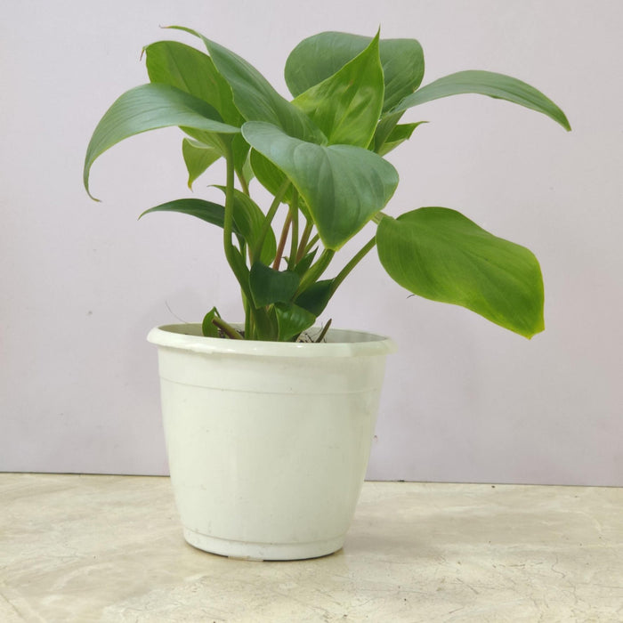 Homalomena Green Plant 12 cm pot