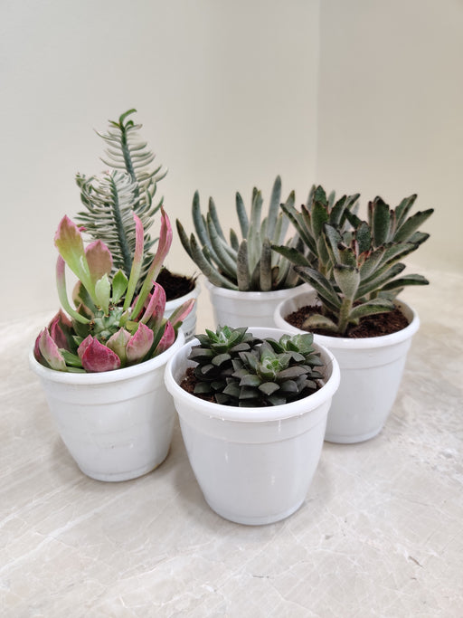 Assorted Exotic Succulents for Indoor Spaces
