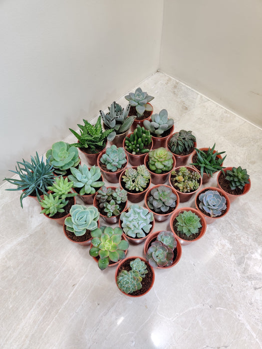 Variety Set of 25 Indoor Succulents