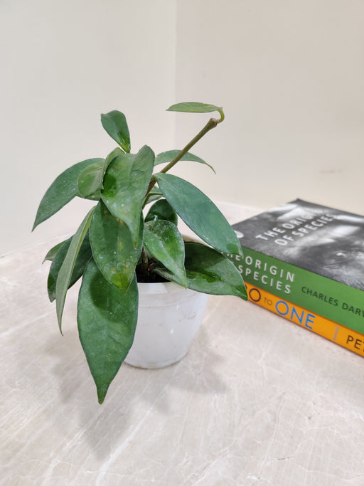 Hoya Carnosa Krimson Green Hanging Plant in 8.5 cm Pot