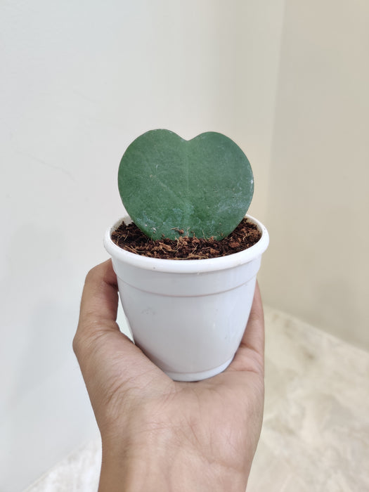 Desk-friendly Hoya Heart plant