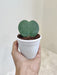 Desk-friendly Hoya Heart plant