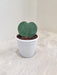Hoya Heart single leaf in white pot