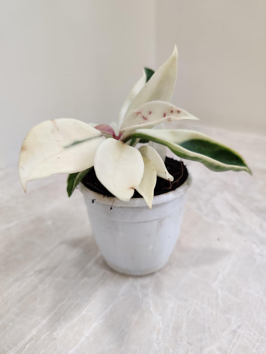 Hoya Carnosa Krimson Queen 8.5 Cm Pot