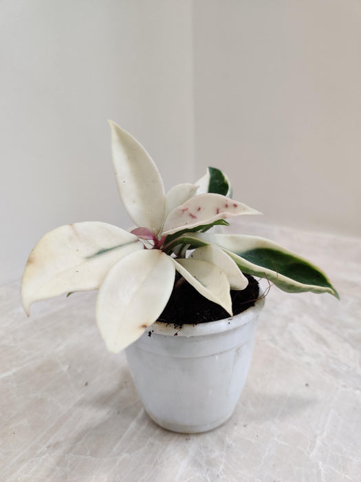 Hoya Carnosa Krimson Queen 8.5 Cm Pot
