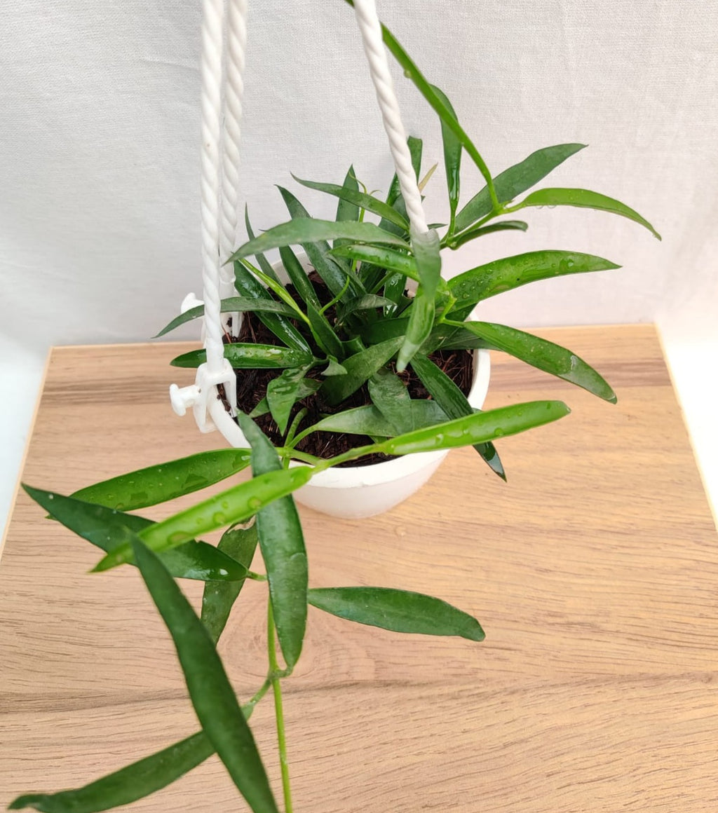 Buy Hanging Plants Online India for a Beautiful and Stylish Home