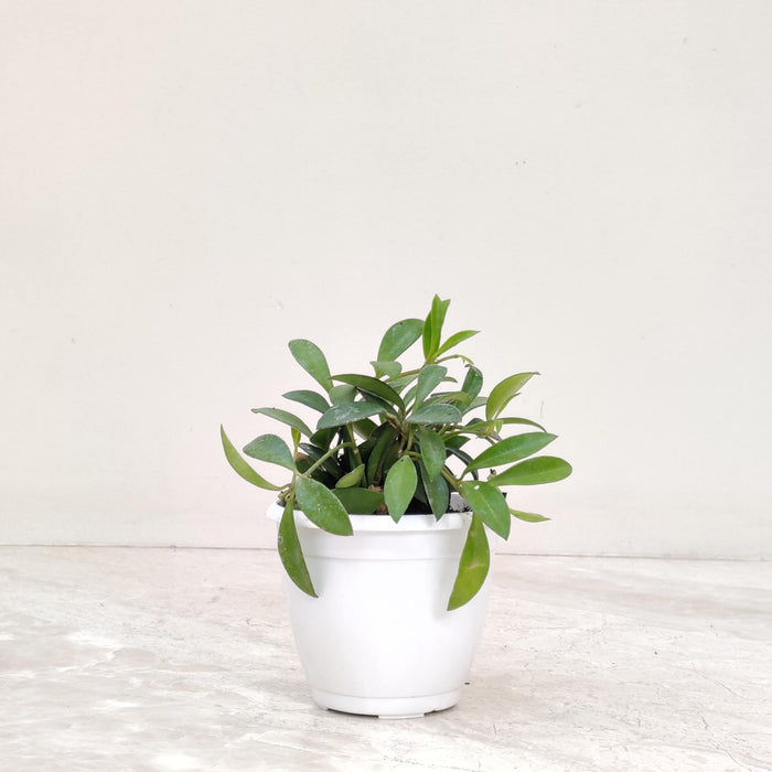 Hoya Green Plant 10 Cm Pot