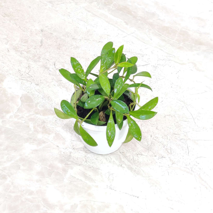 Hoya Green Plant 10 Cm Pot
