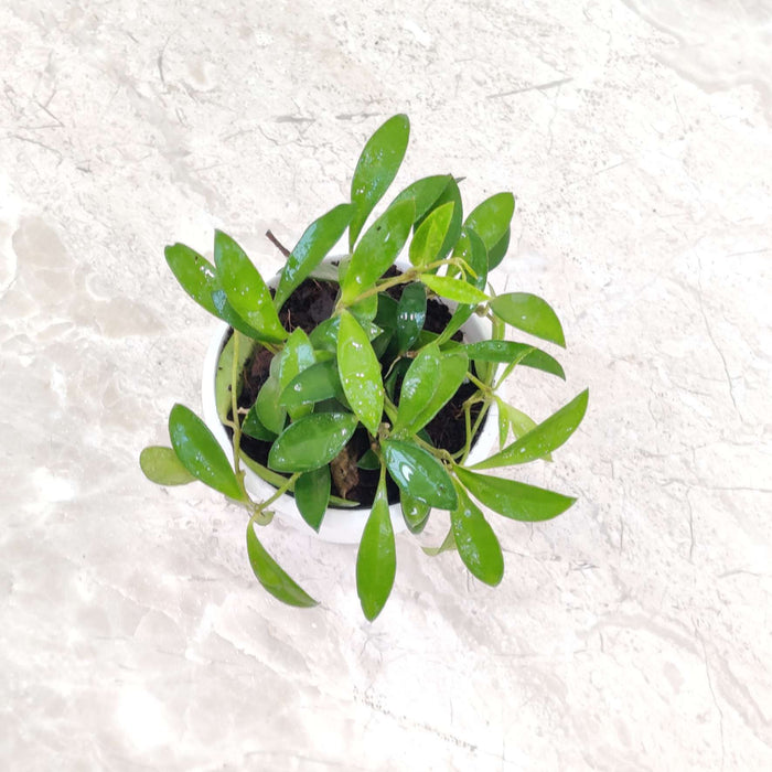 Hoya Green Plant 10 Cm Pot