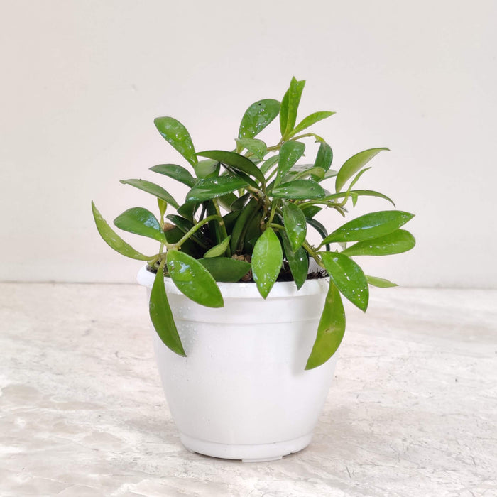 Hoya Green Plant 10 Cm Pot