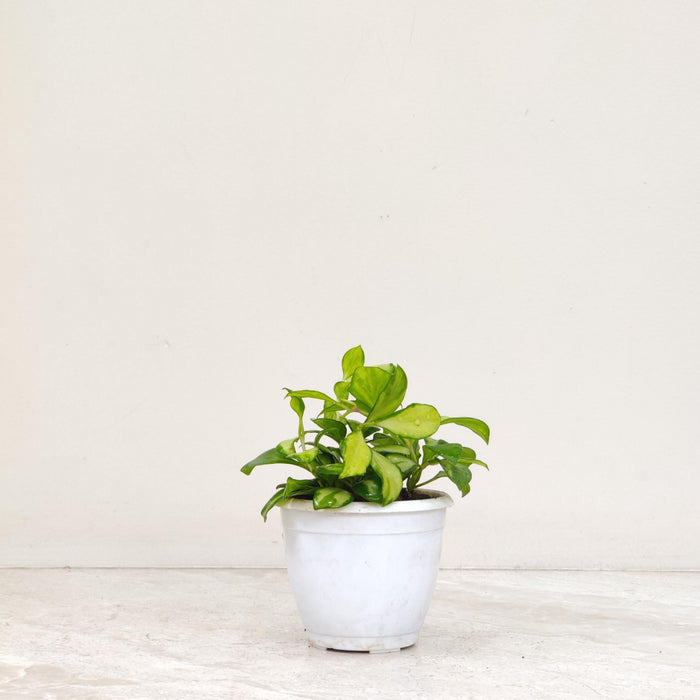 Hoya Heuschkeliana Variegata 8.5 Cm Pot