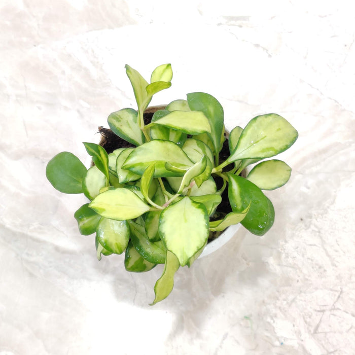 Hoya Heuschkeliana Variegata 8.5 Cm Pot