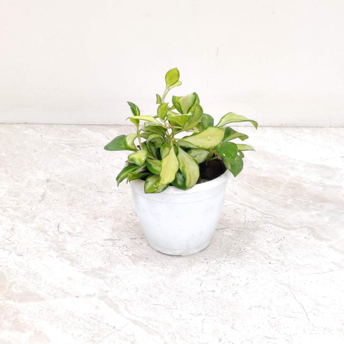 Hoya Heuschkeliana Variegata 8.5 Cm Pot