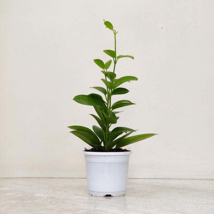 Hoya Silver Varieties Plant  10 Cm Pot