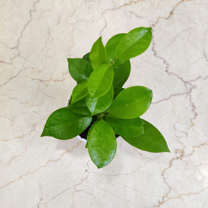 Hoya Silver Varieties Plant  10 Cm Pot