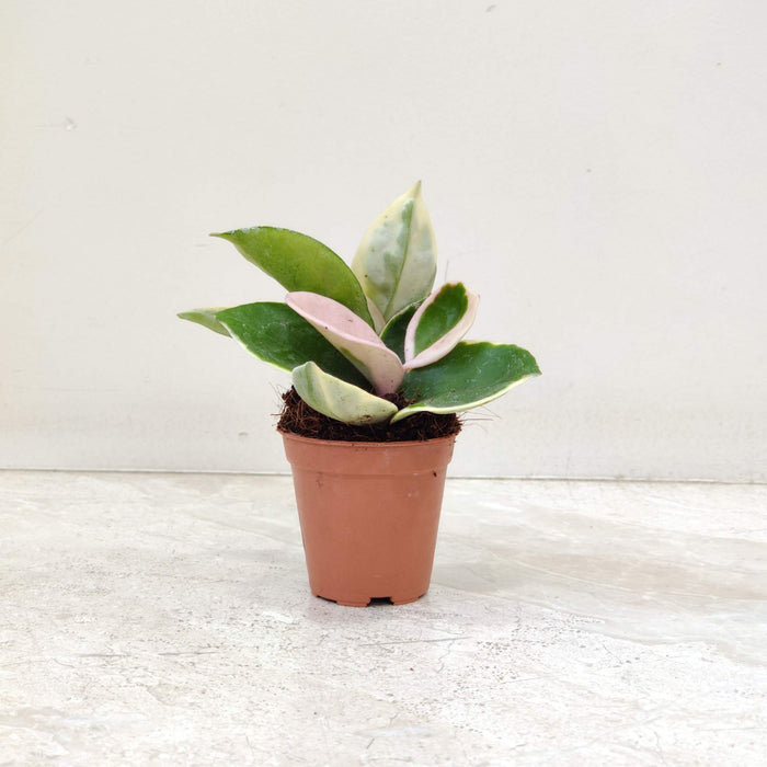 Hoya Varigated  5.5 Cm Pot Plant