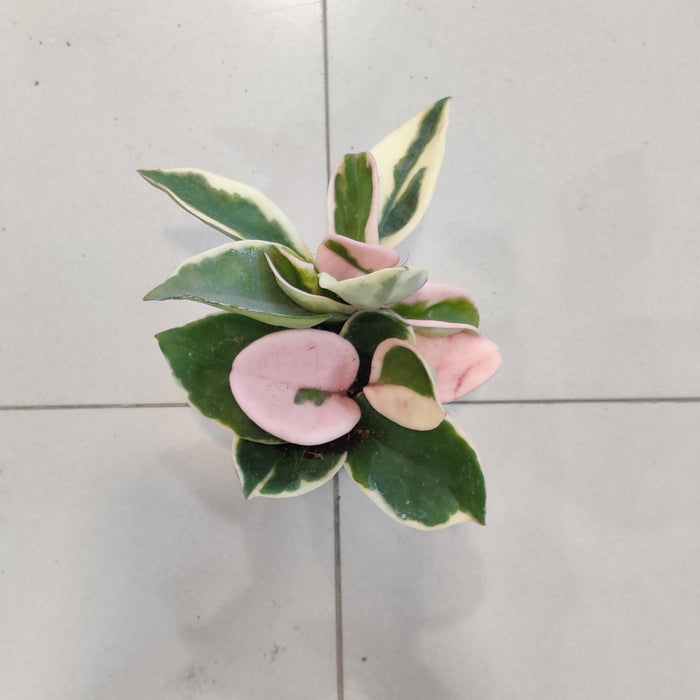Hoya Varigated  5.5 Cm Pot Plant