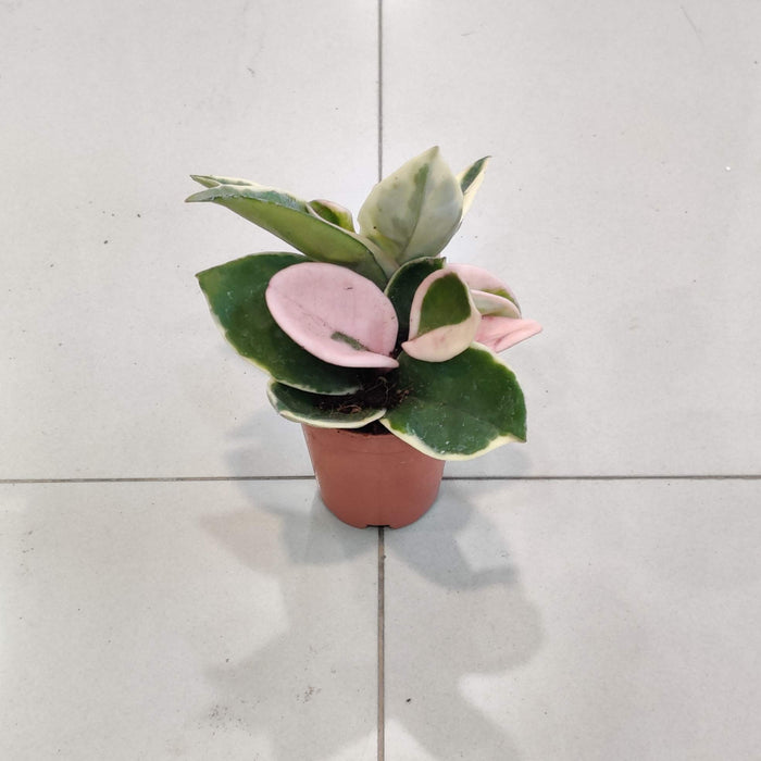 Hoya Varigated  5.5 Cm Pot Plant