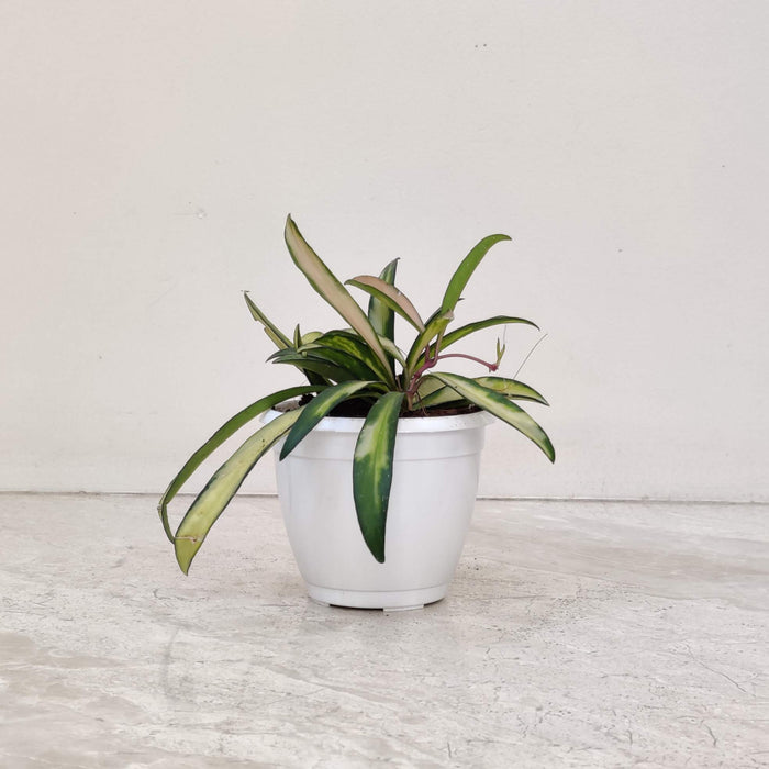 Hoya Wayetii Variegated Plant 8.5 Cm Pot