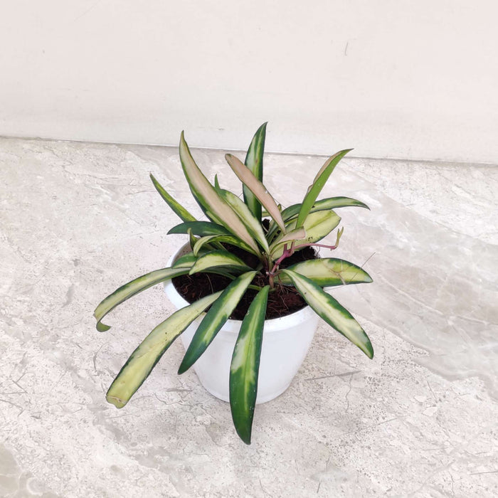 Hoya Wayetii Variegated Plant 8.5 Cm Pot