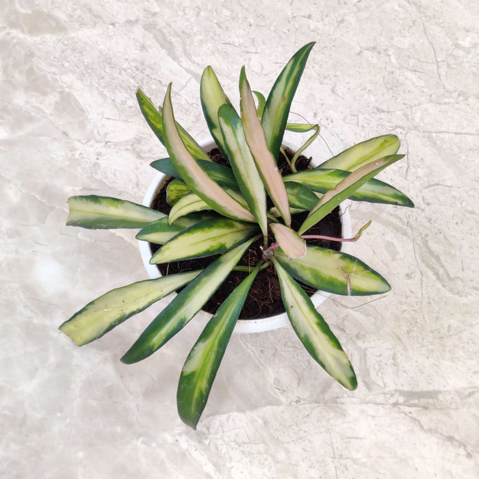 Hoya Wayetii Variegated Plant 8.5 Cm Pot