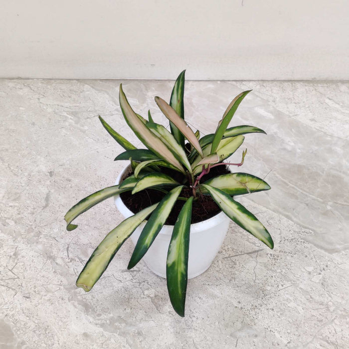 Hoya Wayetii Variegated Plant 8.5 Cm Pot