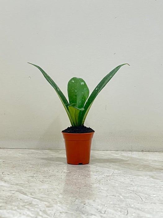 Hoya carnosa Stardust 5.5 Cm Pot Plant