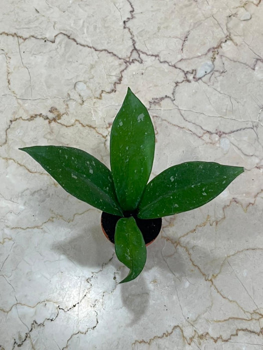 Hoya carnosa Stardust 5.5 Cm Pot Plant