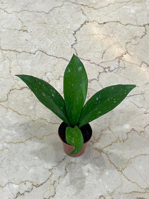 Hoya carnosa Stardust 5.5 Cm Pot Plant