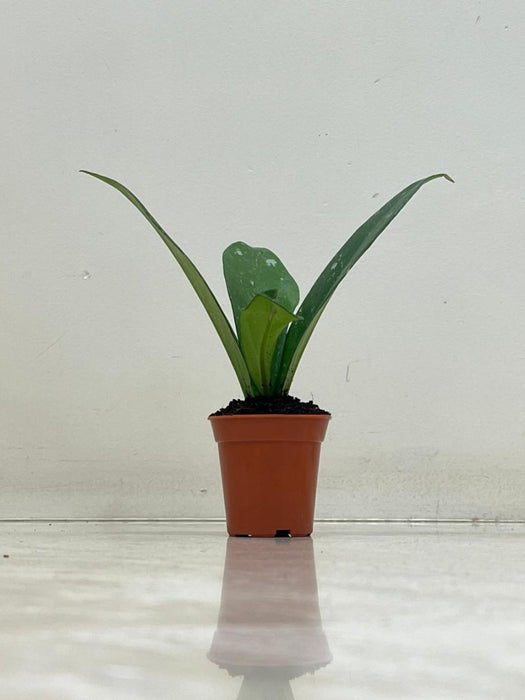 Hoya carnosa Stardust 5.5 Cm Pot Plant