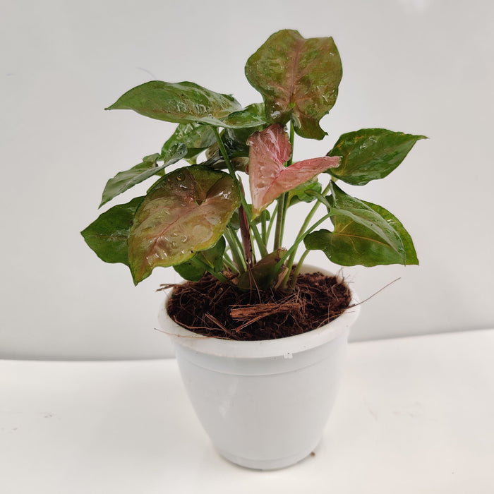 Air-Purifying Syngonium Houseplant