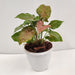Syngonium Brownish Red Indoor Plant