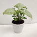 Syngonium White Plant - Best for Office Desk