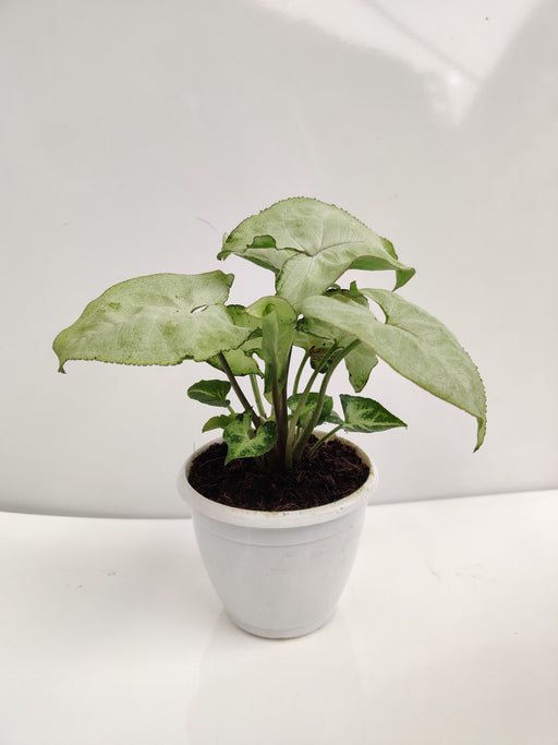 Syngonium White Plant - Air Purification