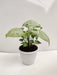 Syngonium White Plant - Air Purification